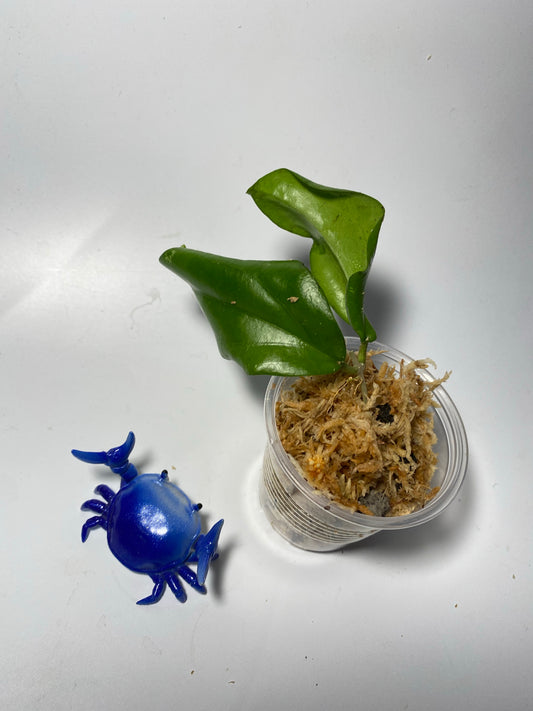 Hoya erythrina - unrooted