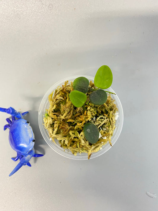 Hoya Serpens - 2 plants with active growth.