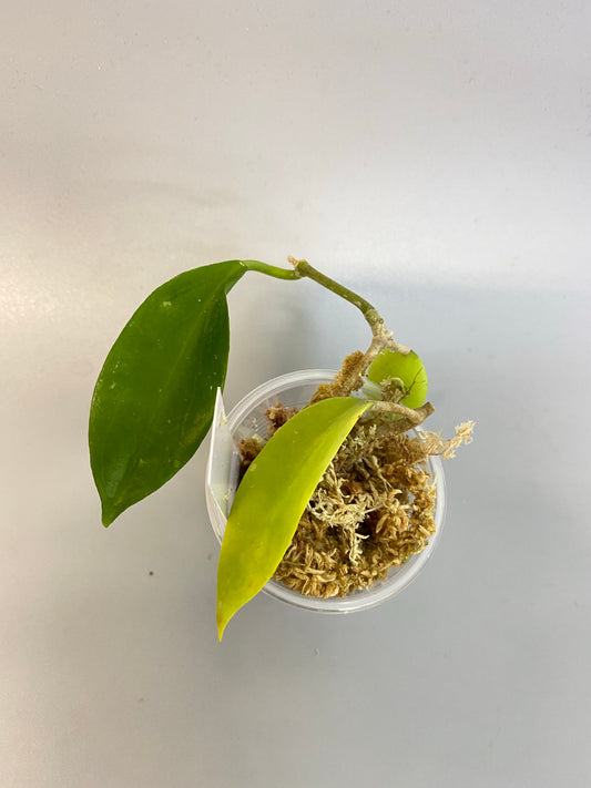 Hoya limoniaca - starting to root