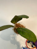 Reserved for kimberlee - Hoya larisa with splash - Unrooted