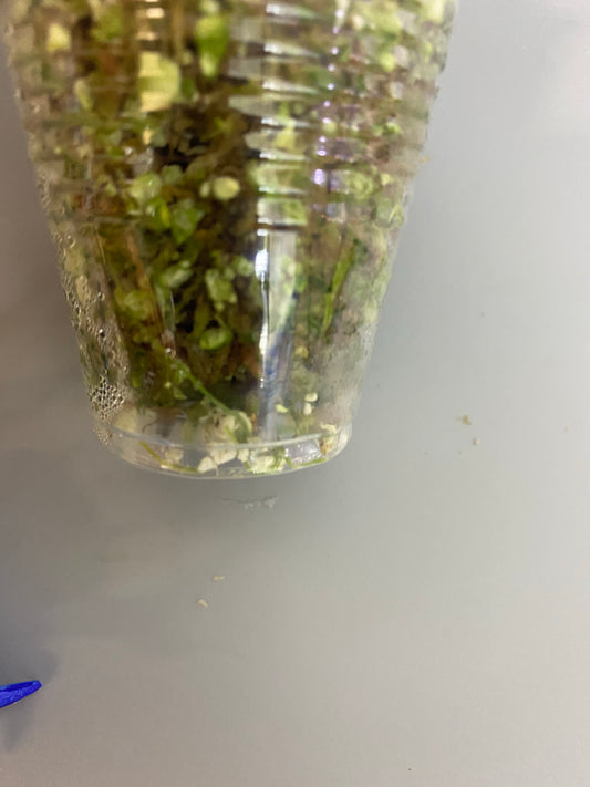 Hoya Rintzii - yellow with some roots.