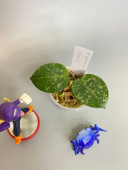 Hoya parasitica splash - starting to root