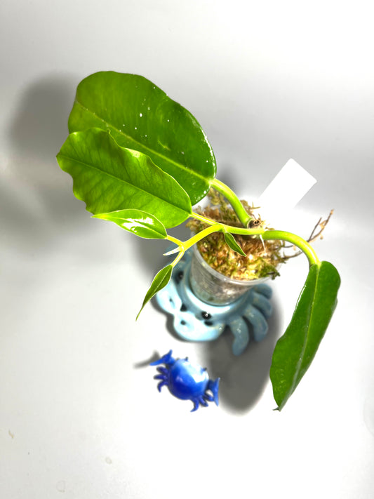 Hoya imperialis Palawan - Unrooted