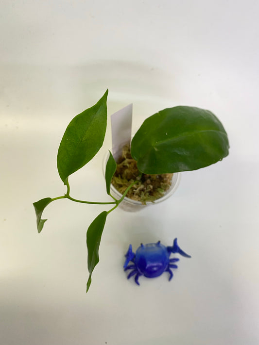 Hoya kaimuki (H macgillivrayi X H archboldiana) - active growth