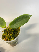Hoya thomsonii - white flower - some roots