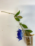 Hoya sipitangensis - unrooted