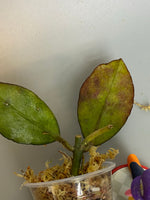 Hoya waymaniae - rooted
