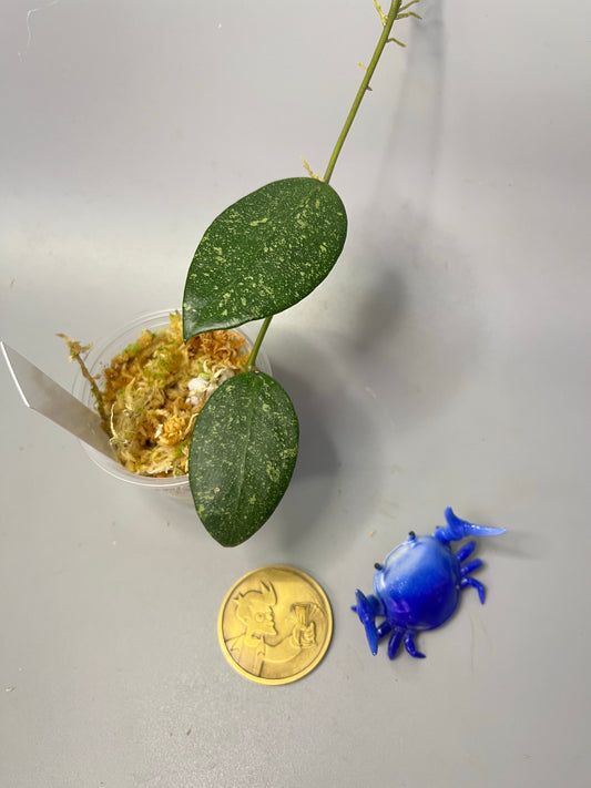 Hoya epc 600 / epc-600 - 7 nodes - has some roots