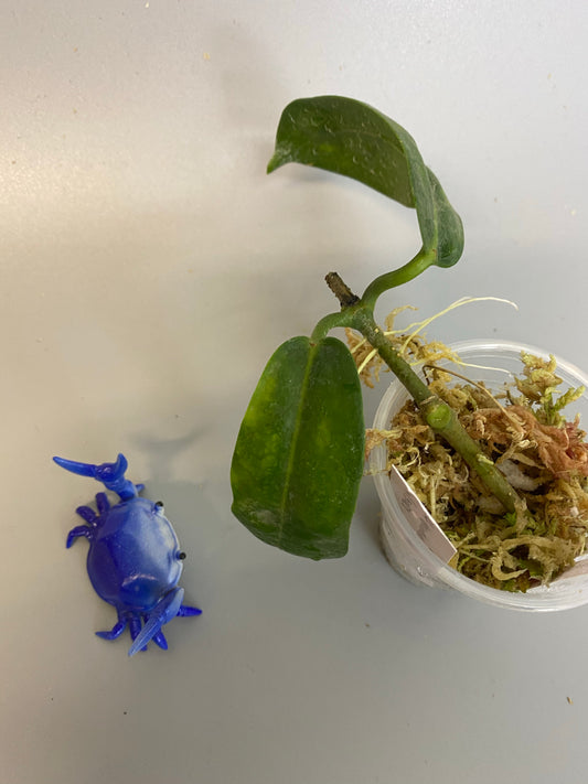 Hoya naumanii (australis x subcalva)