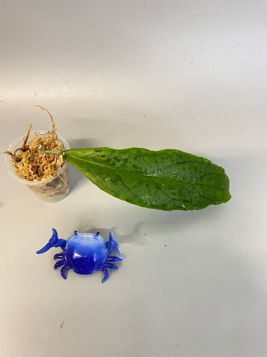 Hoya ranauensis - unrooted