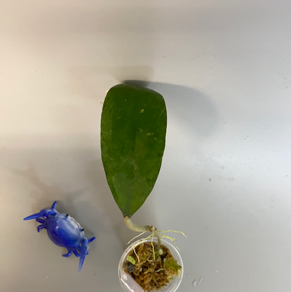 Hoya padangensis / uncinata- starting to root