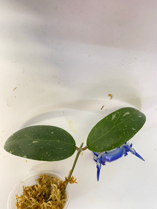 Hoya LP4 - EPC 376 - unrooted