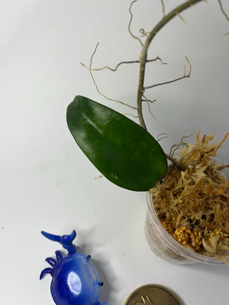 Hoya verticillata EPC spoon leaf - Unrooted