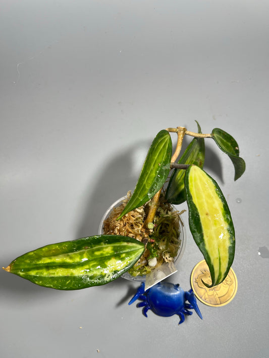 Hoya macrophylla pot of gold - 4 nodes - has roots