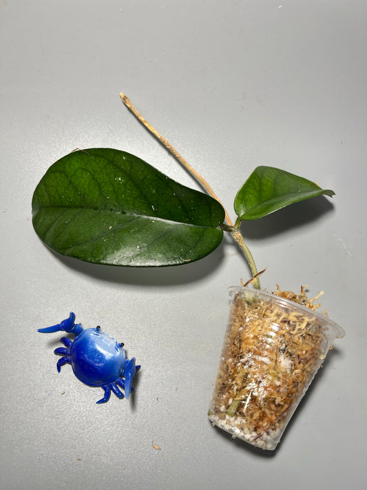 Hoya sp tam Dao- Unrooted