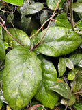 Hoya patcharawalai 029 not Icensis - fresh cut 1 node - Unrooted