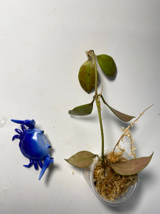 Hoya walliniana red - has some roots