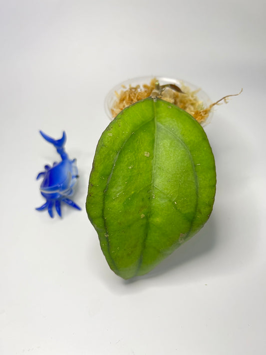 Hoya sp borneo epc 953 - Unrooted 1 node