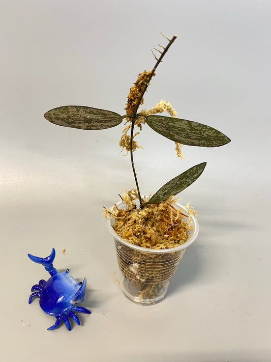 Hoya sigillatis - just starting to root