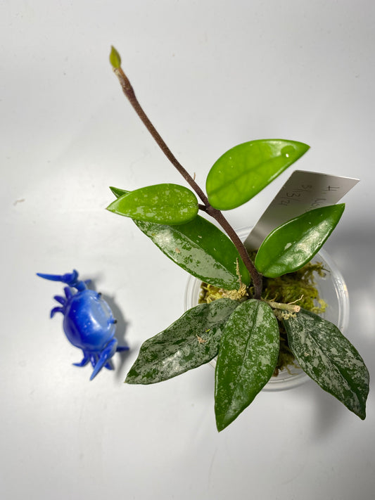 Hoya carnosa Wilbur graves - active growth