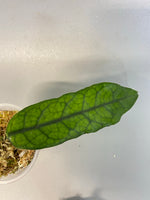 Hoya villosa - rooted