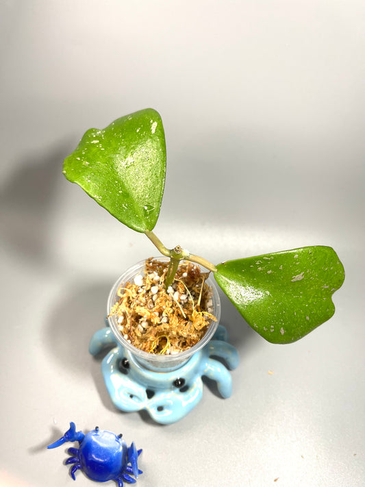 Hoya sp Chiang dao  - has some roots