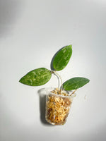 Hoya rhm 14-1 - Unrooted