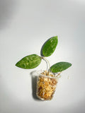 Hoya rhm 14-1 - Unrooted