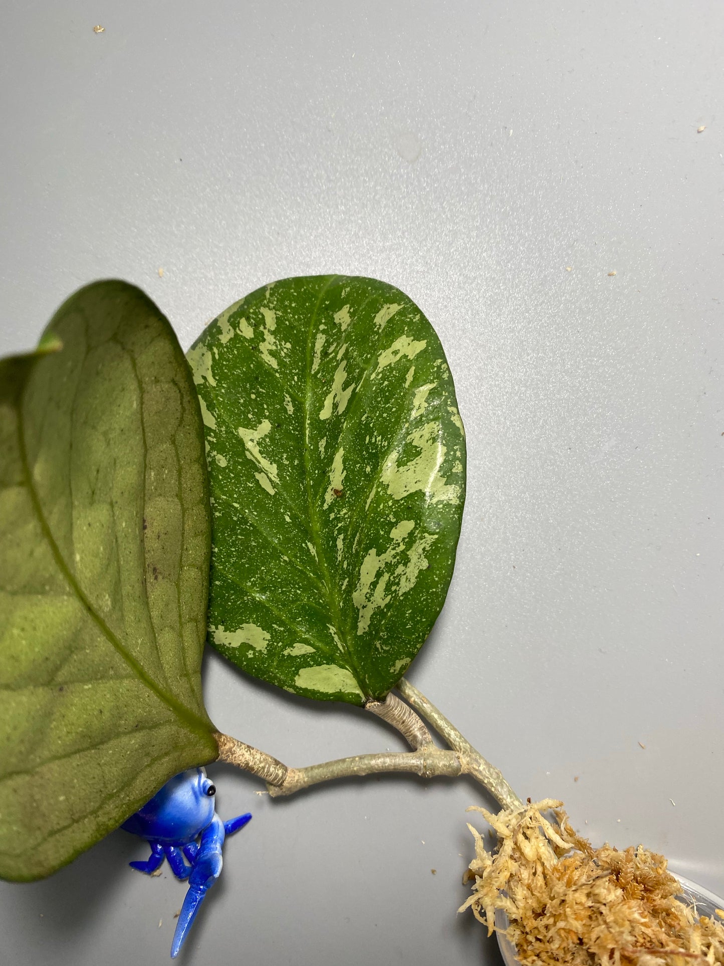 Hoya ‘Michele’ - unrooted