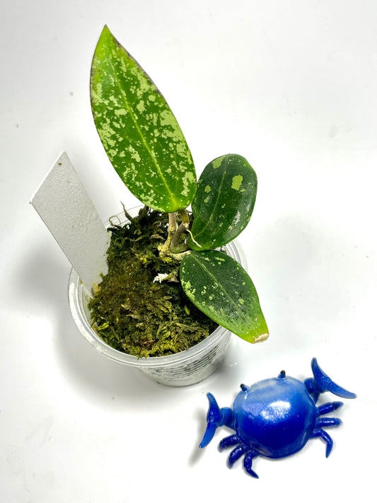 Hoya phukwai lao - epc 779 - has some roots