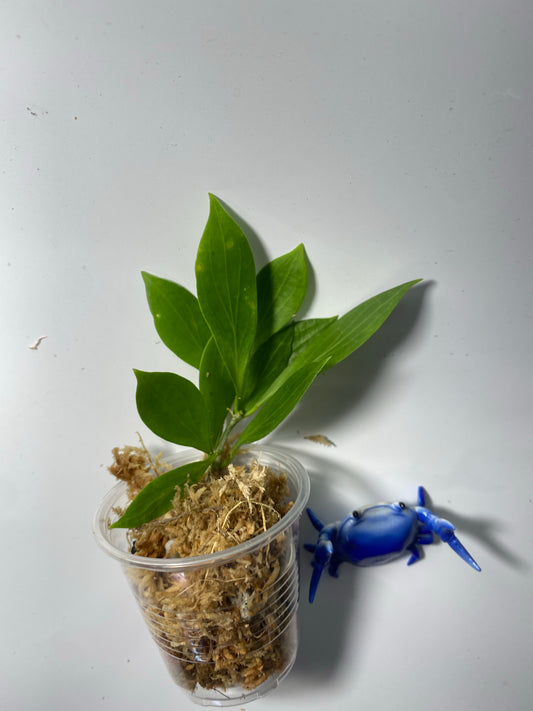 Hoya sp aff Hellwigiana - unrooted