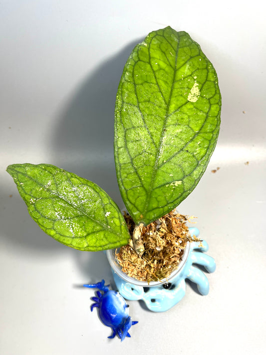 Hoya tanggamus Indonesia - Unrooted