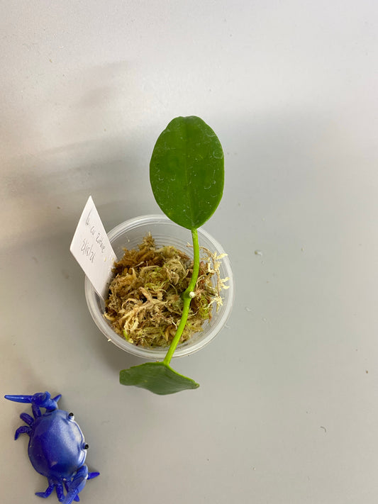 Hoya cv ruthie - Unrooted