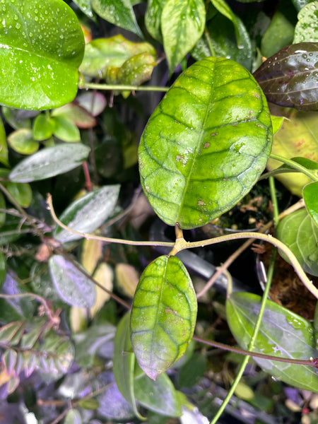 Hoya aff meredithii - fresh cut - Unrooted