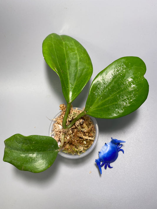 Hoya quinquenervia - has some roots