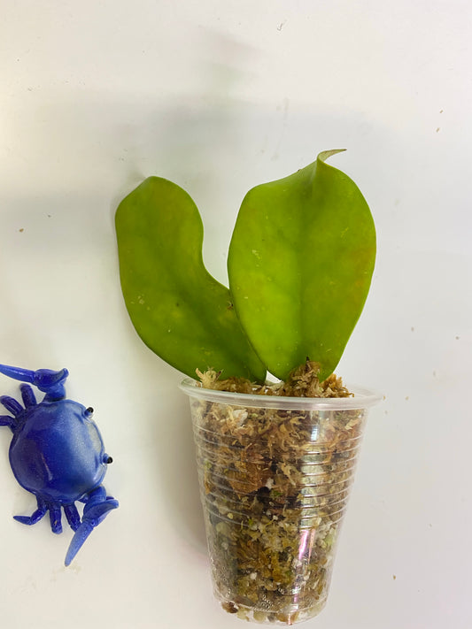 Hoya skinneriana - starting to root