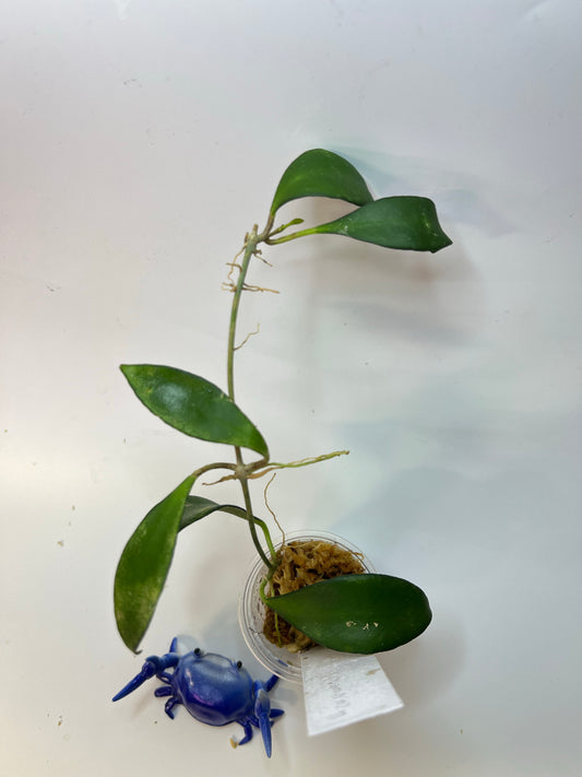 Hoya cv noona - has roots