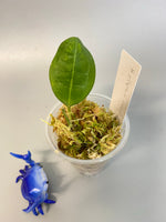 Hoya elliptica round leaf - starting to root