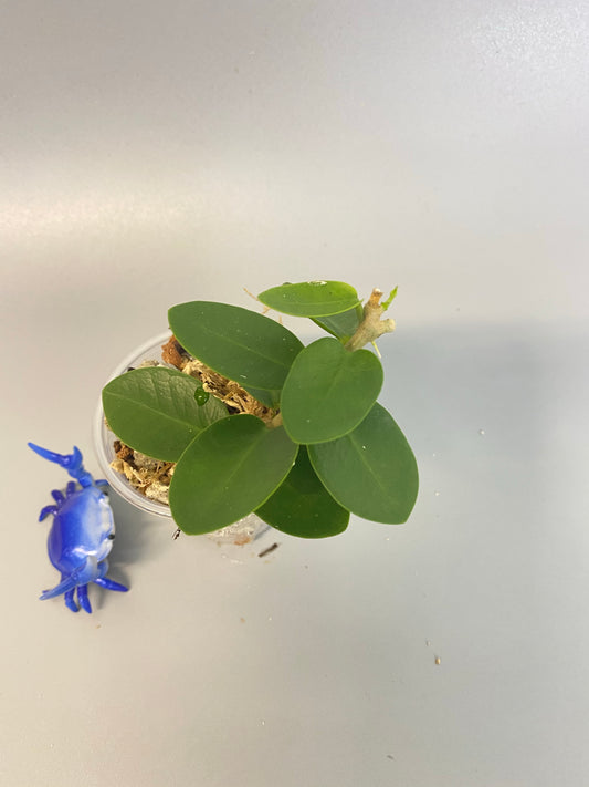 Hoya cumingiana - active growth