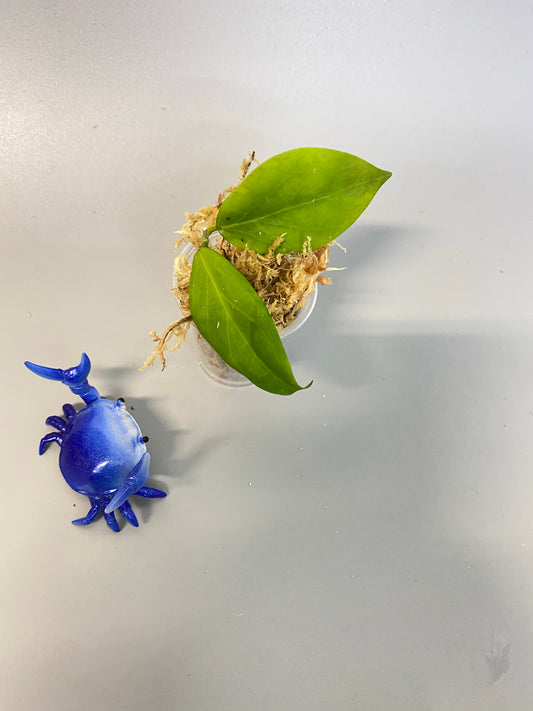 Hoya persicina - just starting to root