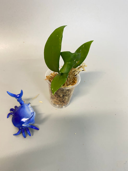 Hoya cv noona - starting to root