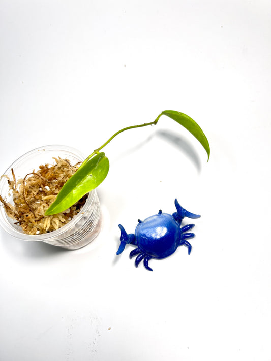 Hoya chlorantha - Unrooted