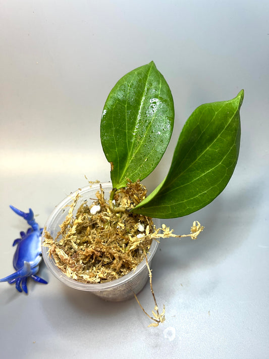 Hoya nicholsoniae - Unrooted