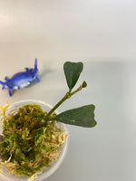 Hoya manipurensis - has active growth