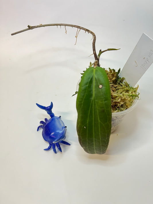 Hoya bordenii - active growth