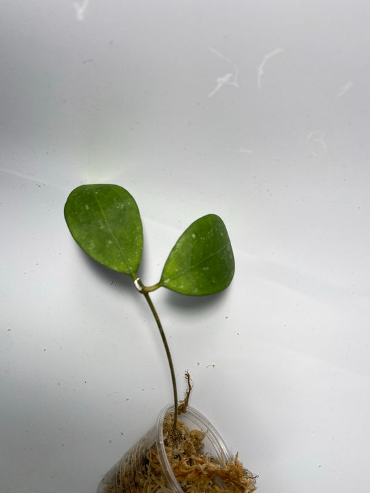 Hoya erythrostemma - pink corona - unrooted