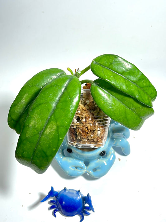 Hoya globulosa - Unrooted