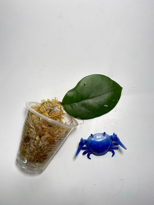 Hoya fungii x pubicalyx - Unrooted