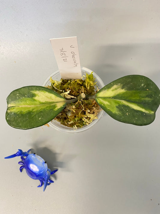 Hoya obovata variegated - has some roots