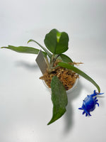 Hoya dasyantha - has some roots